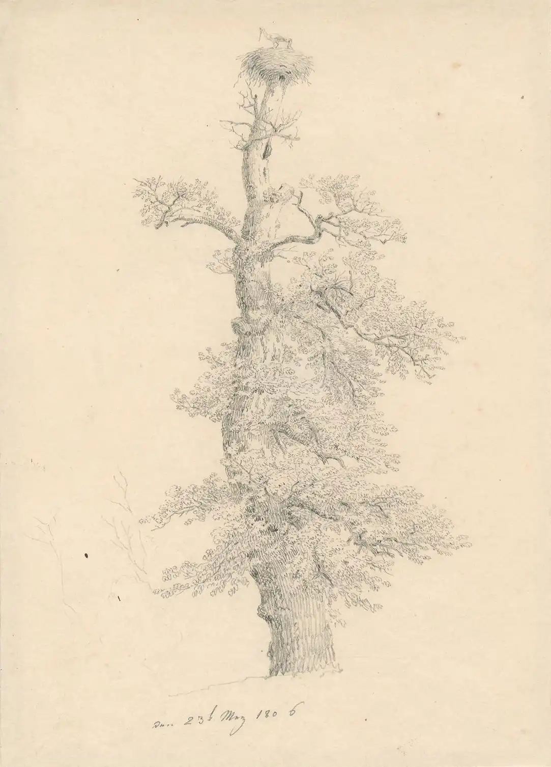 Zeichnung von Caspar David Friedrich mit dem Titel „Alte Eiche mit Storchennest“, geschaffen im Jahr 1806.